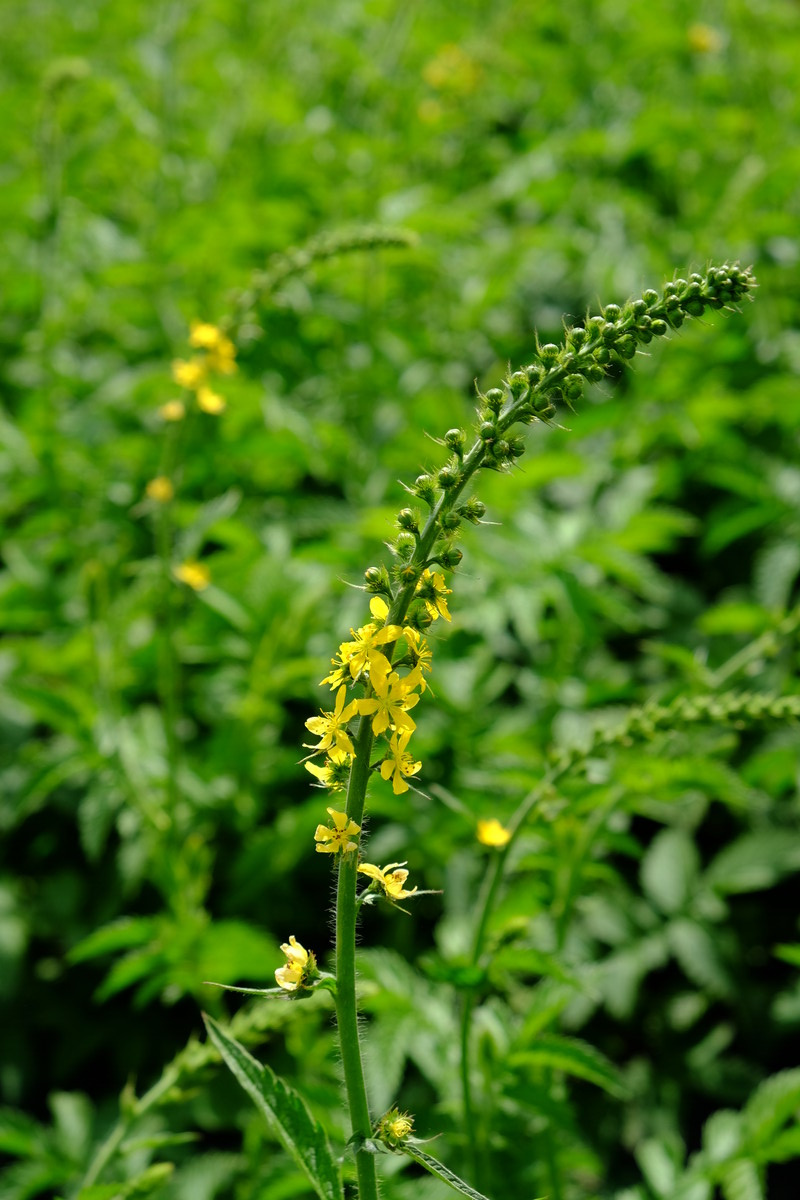 Welriekende agrimonie - Agrimonia procera : Losse grammen