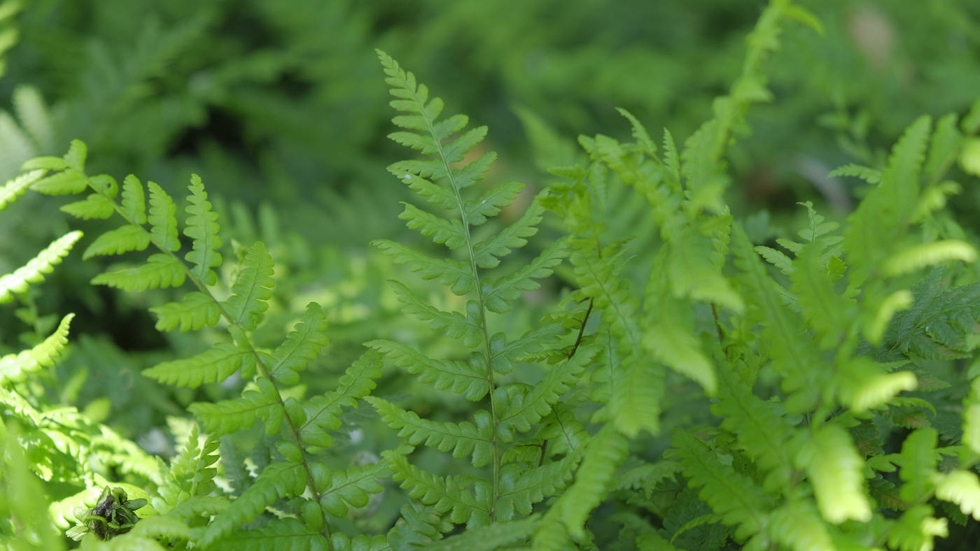 Geschubde mannetjesvaren - Dryopteris affinis : Plant in P9 pot