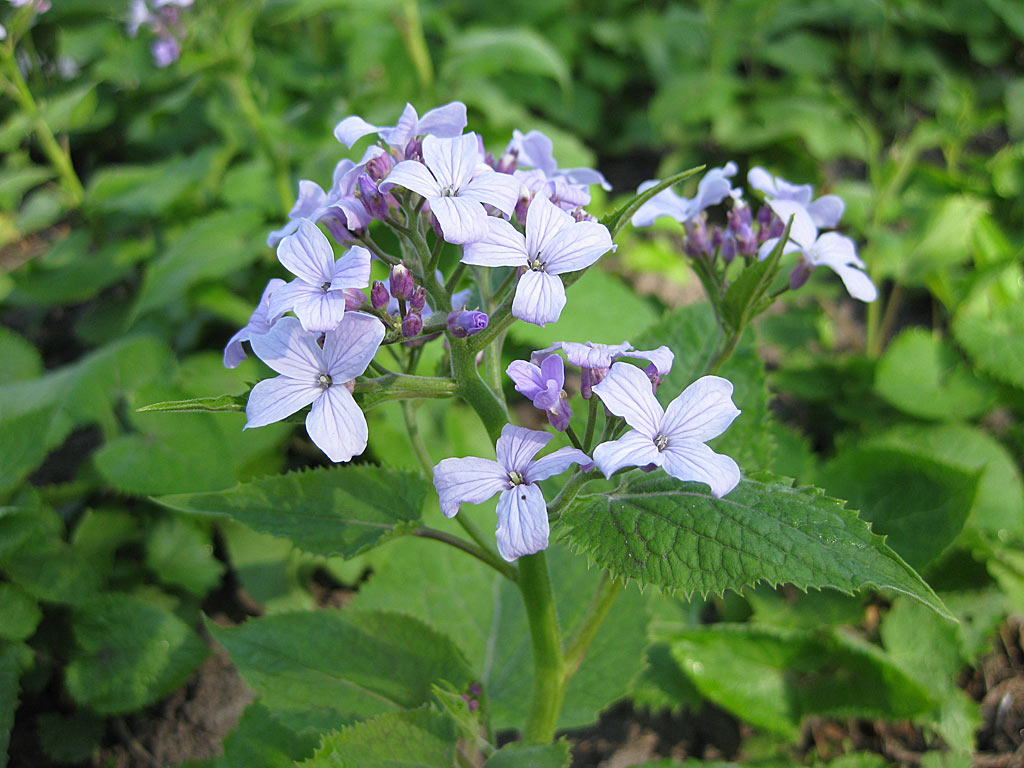 Wilde Judaspenning - Lunaria rediviva : Plant in P9 pot