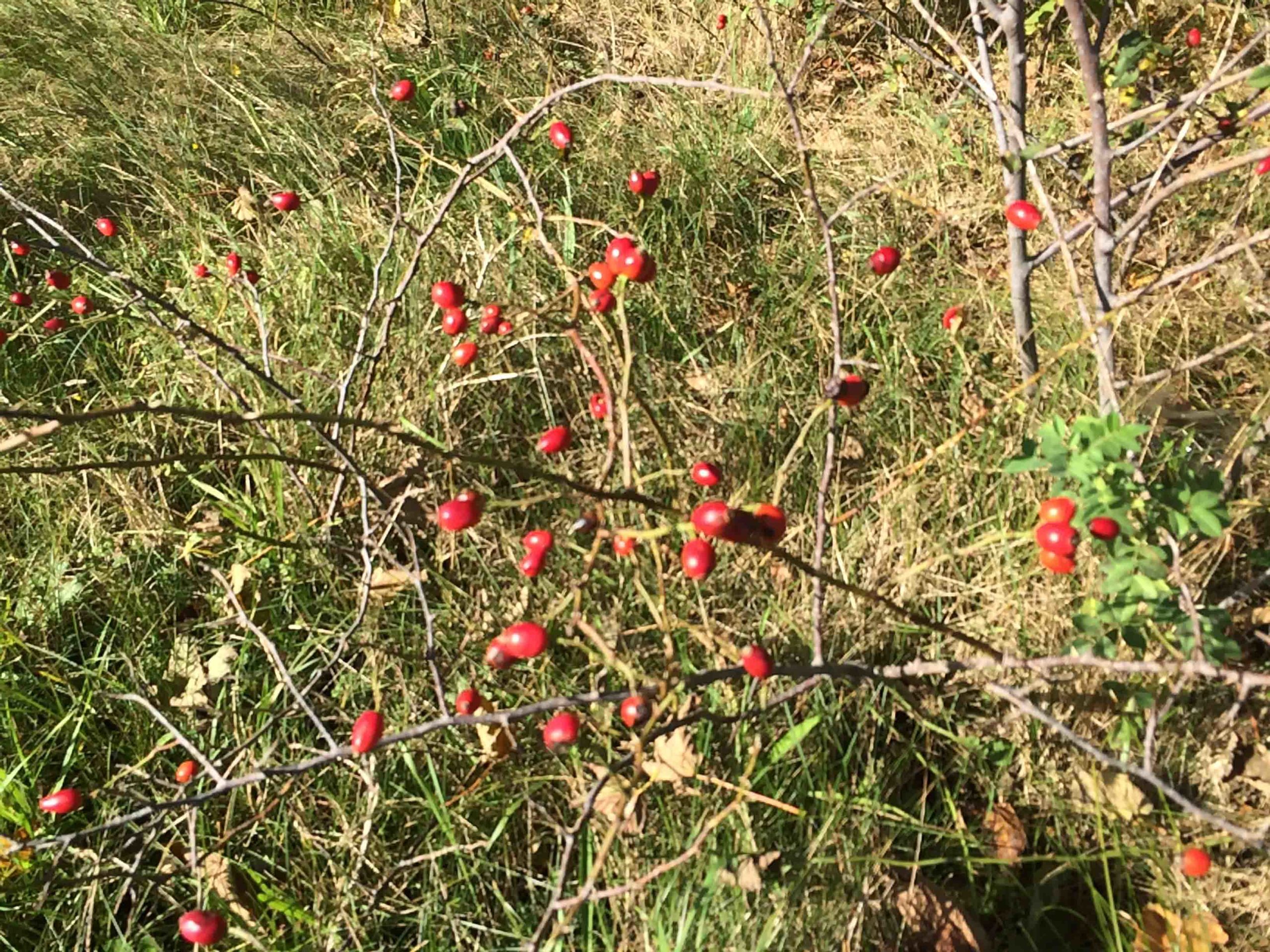 Hondsroos - Rosa canina : Los stuk wortelgoed