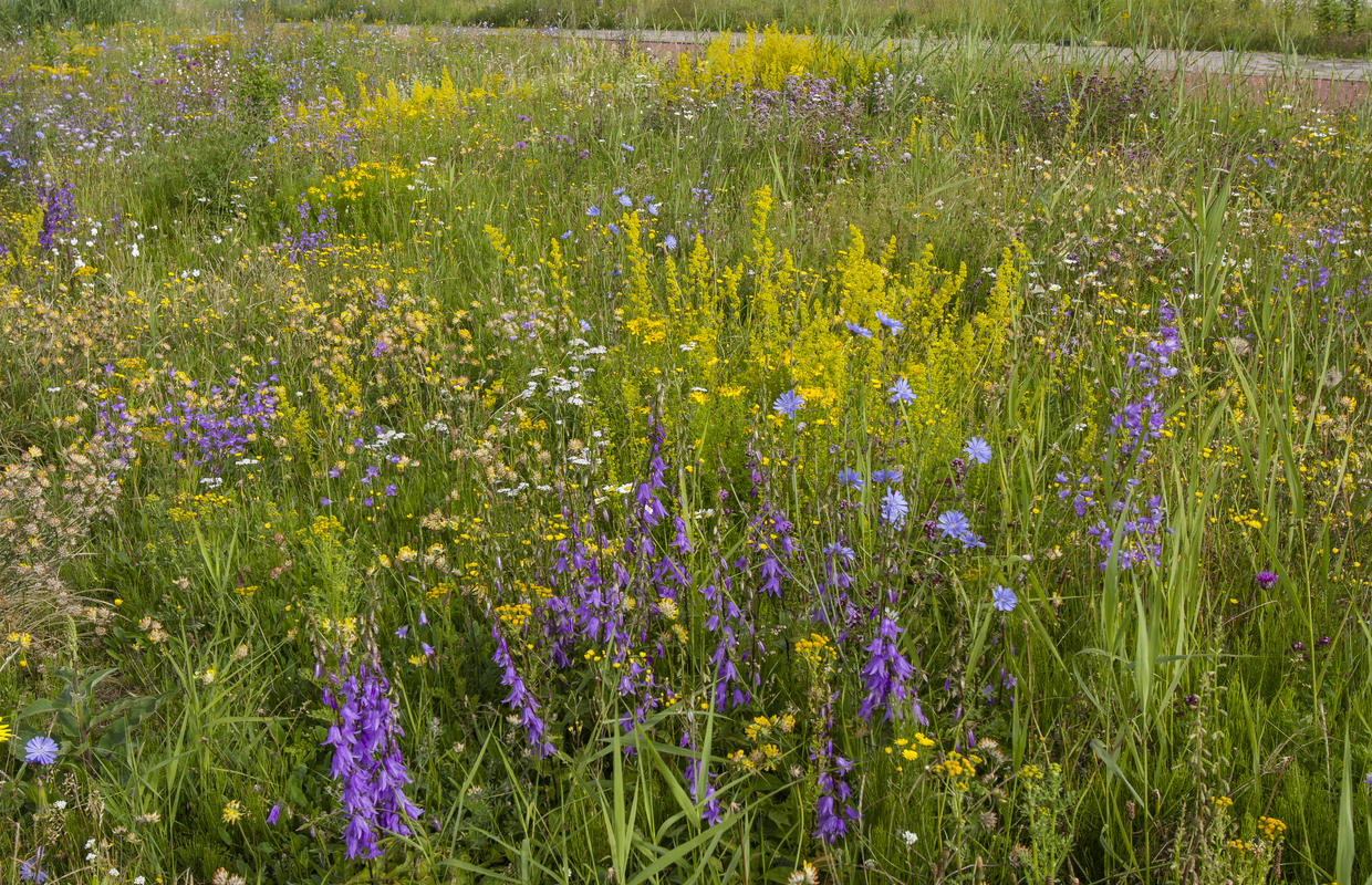 G4 Bloemrijk grasland - kalkrijk