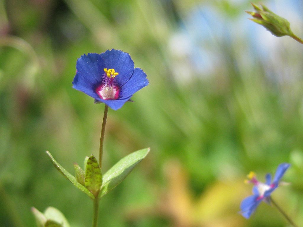 Rood guichelheil - blauwe vorm - Anagallis arvensis subsp. arvensis f. azurea : Losse grammen