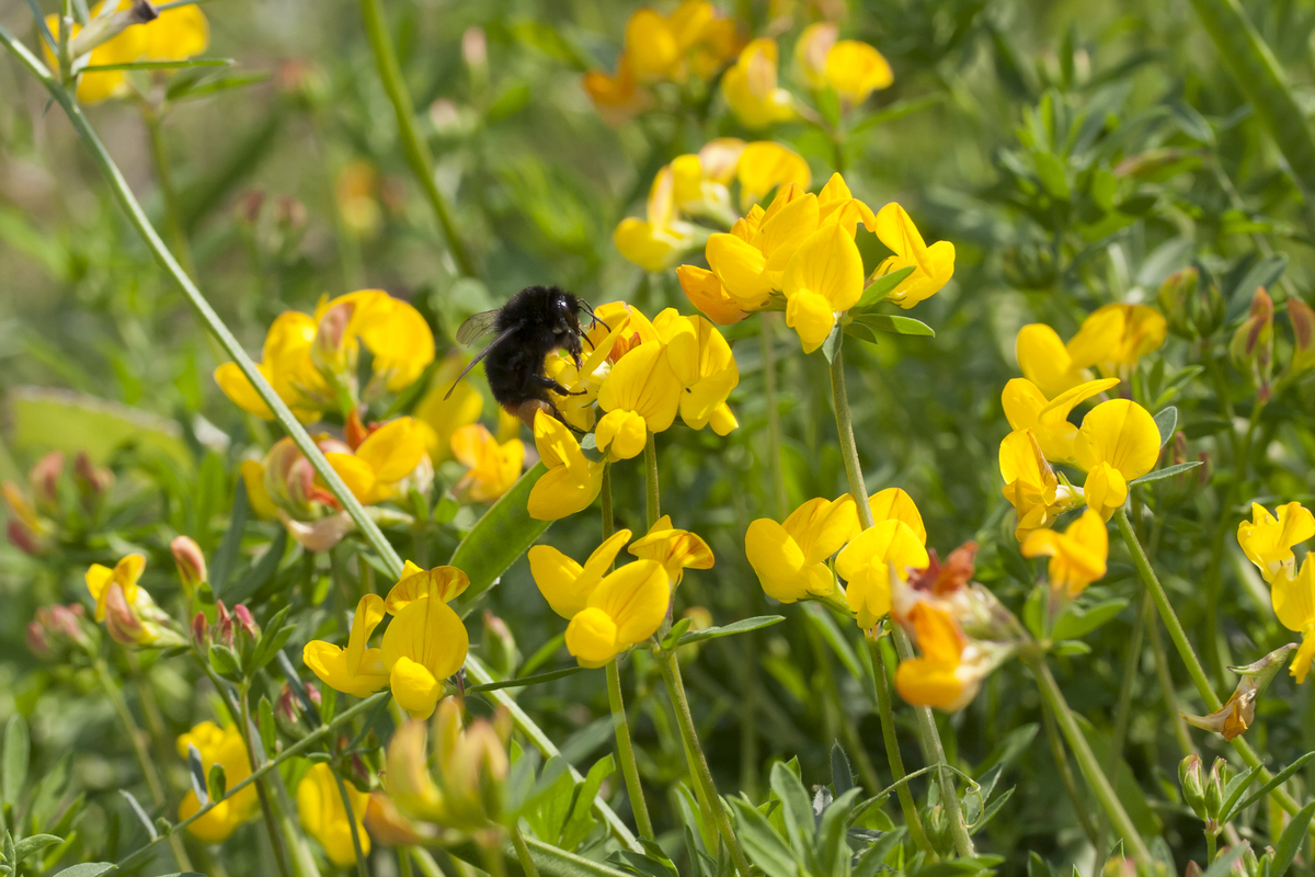 Plantpakket Libelle Hoeckje - laagblijvend