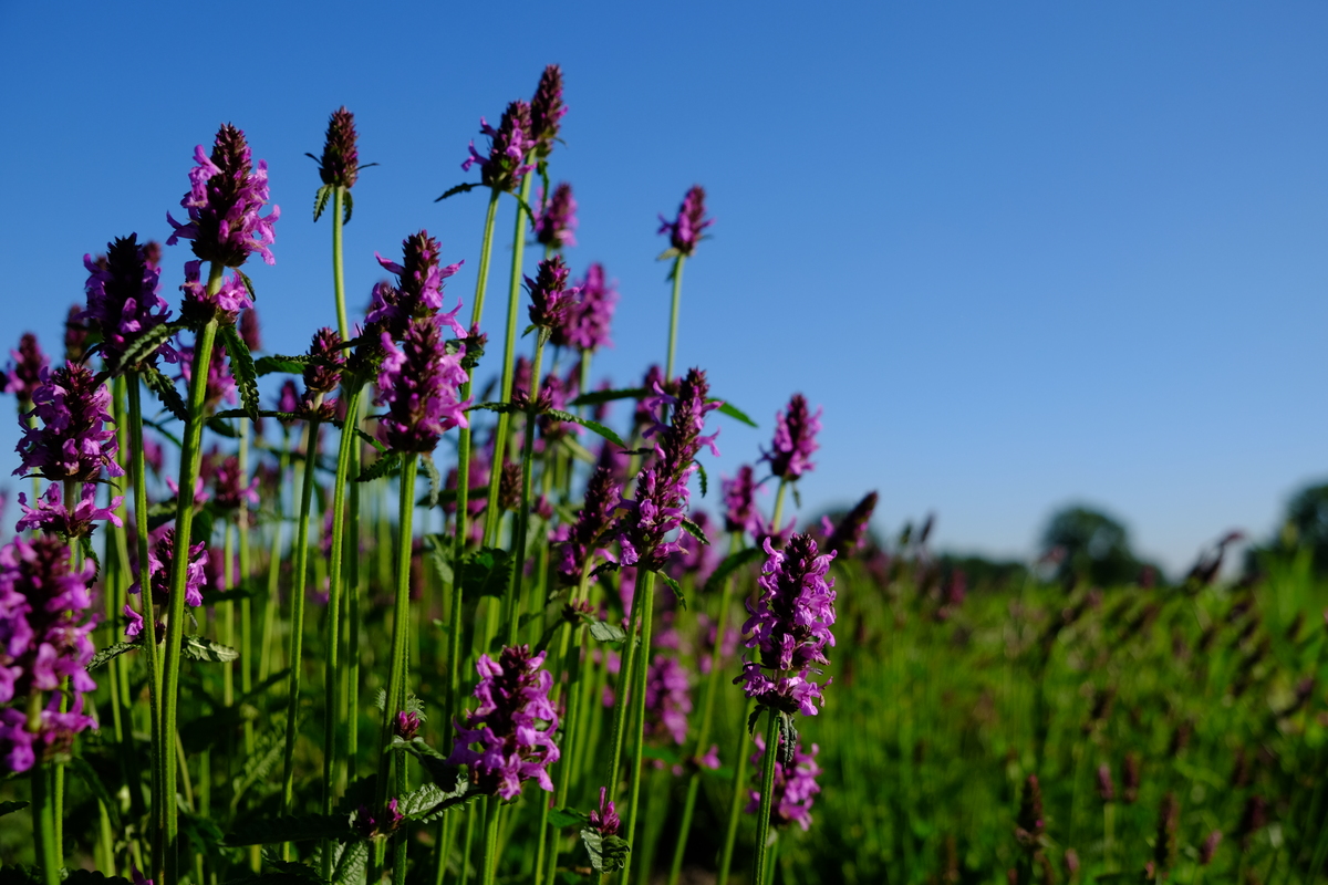 Betonie - Betonica officinalis : Plant in P9 pot