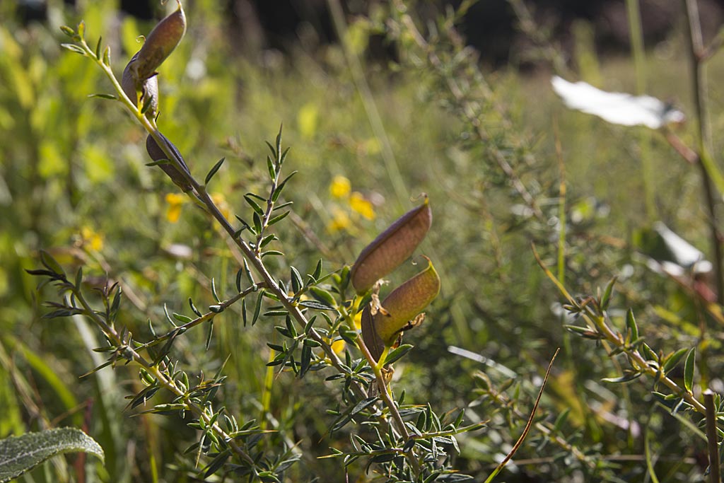 Stekelbrem - Genista anglica : Zakje