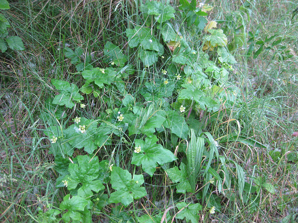 Heggenrank - Bryonia dioica : Losse grammen