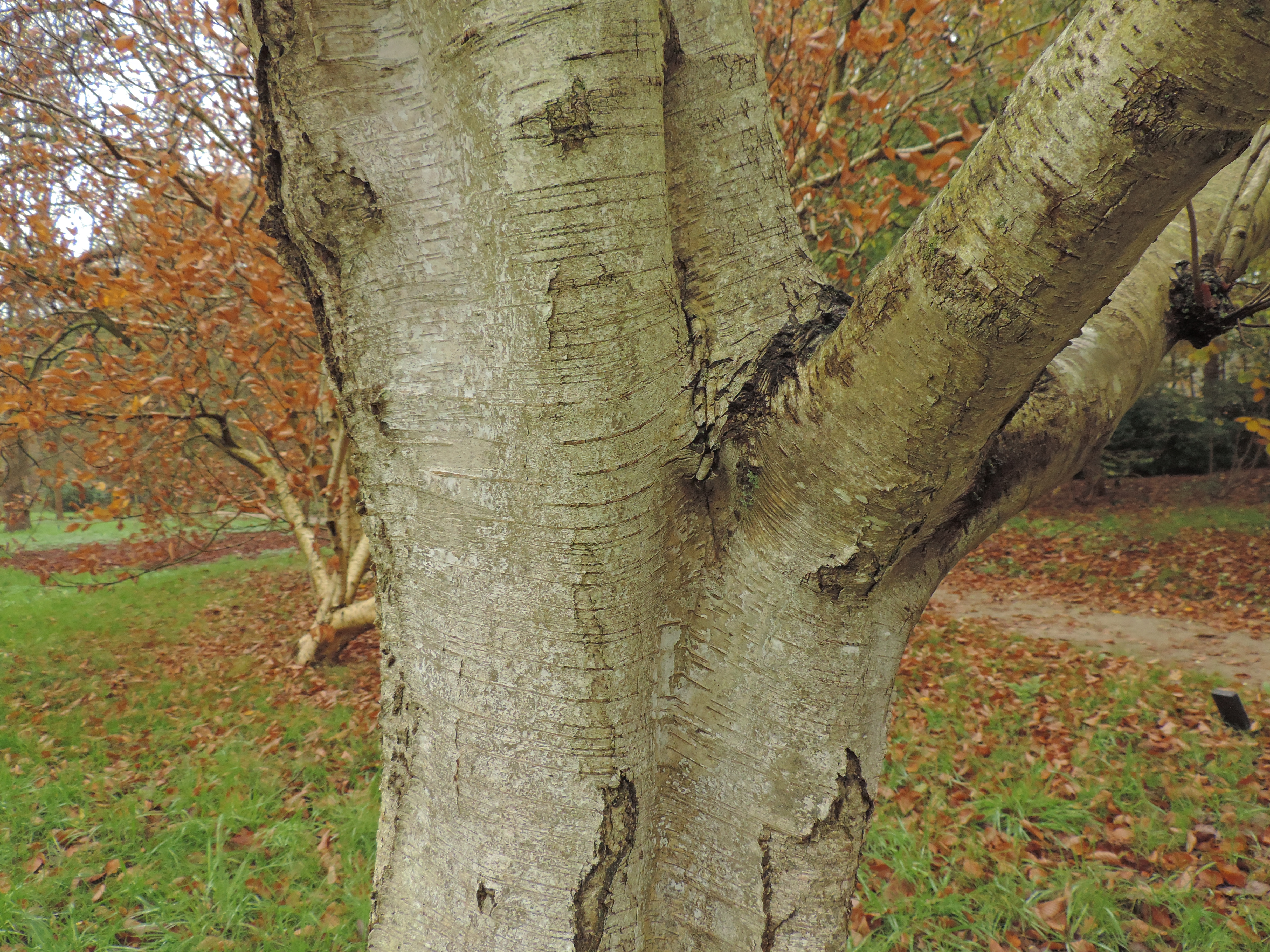 Zachte berk - Betula pubescens : Los stuk wortelgoed