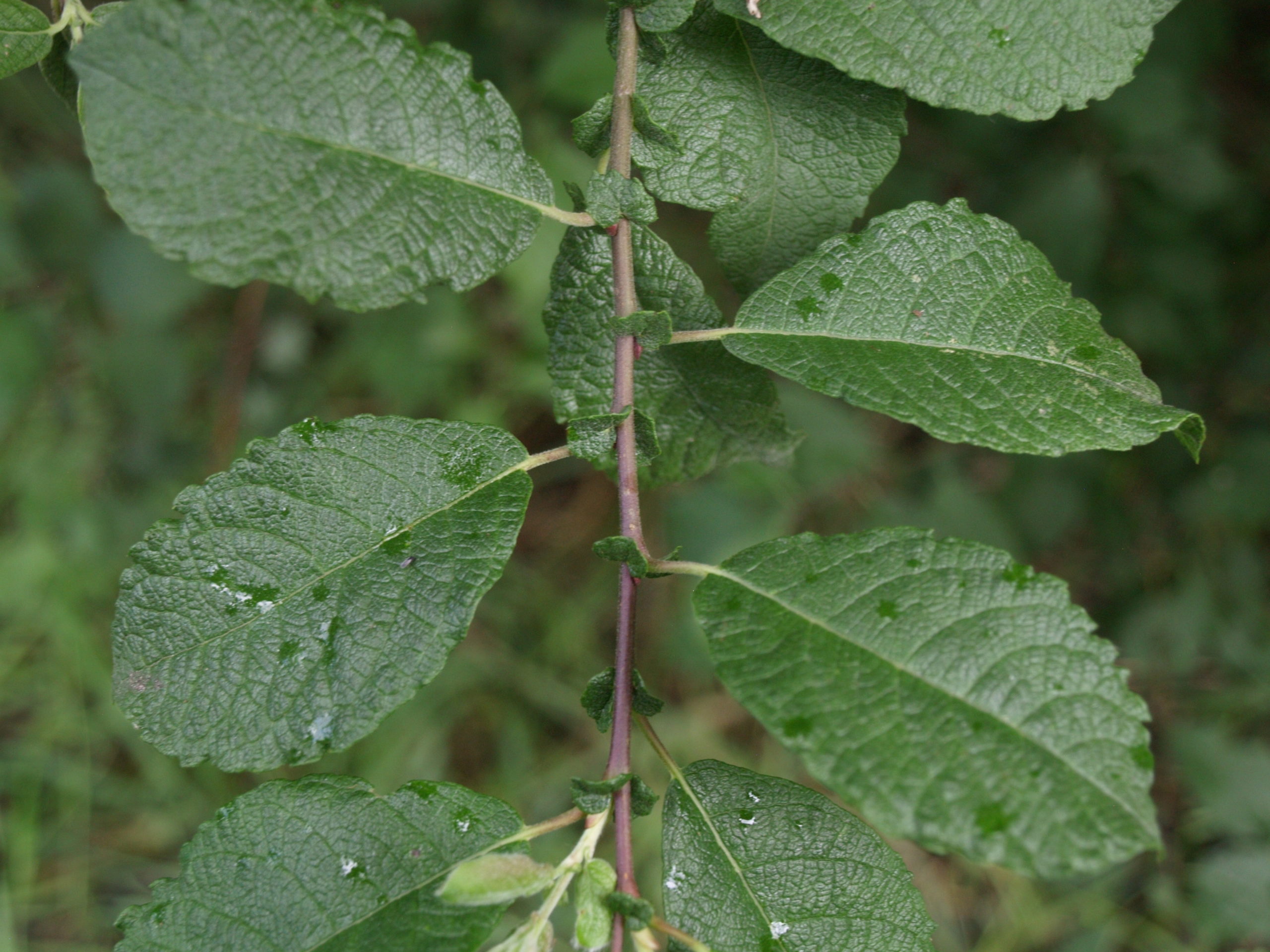 Geoorde wilg - Salix aurita : Los stuk wortelgoed