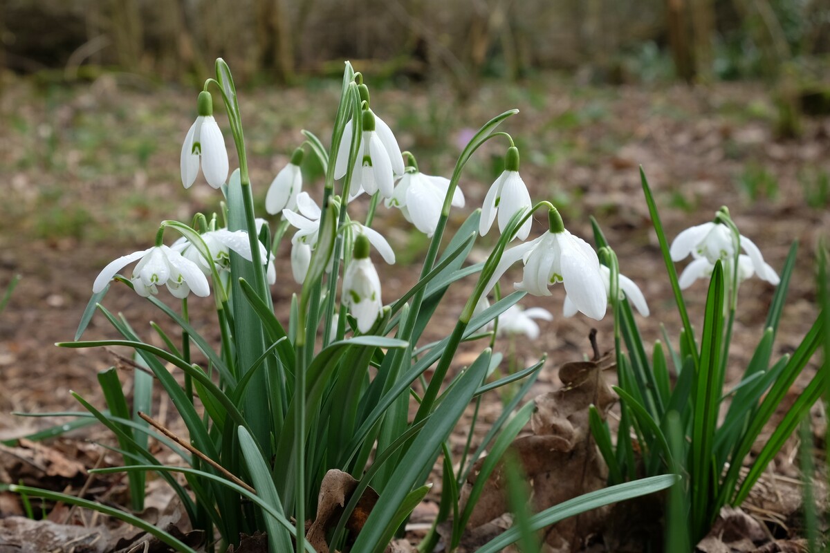 Gevuld sneeuwklokje - Galanthus nivalis 'Flore Pleno' : Verpakking met 25 bollen