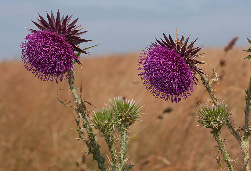 Knikkende distel - Carduus nutans : Losse grammen