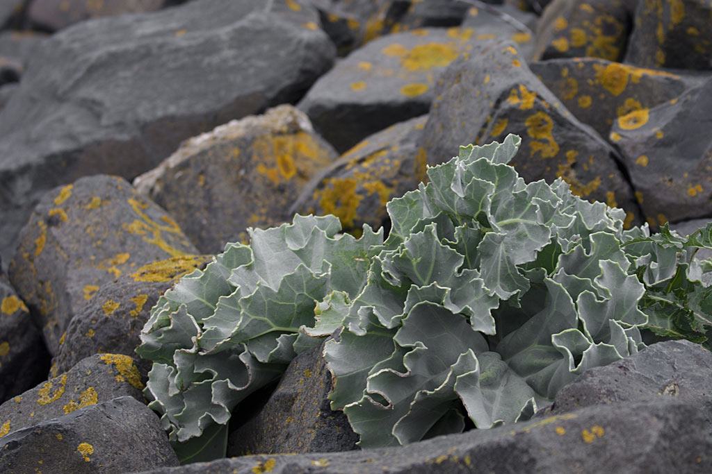 Zeekool - Crambe maritima : Losse grammen