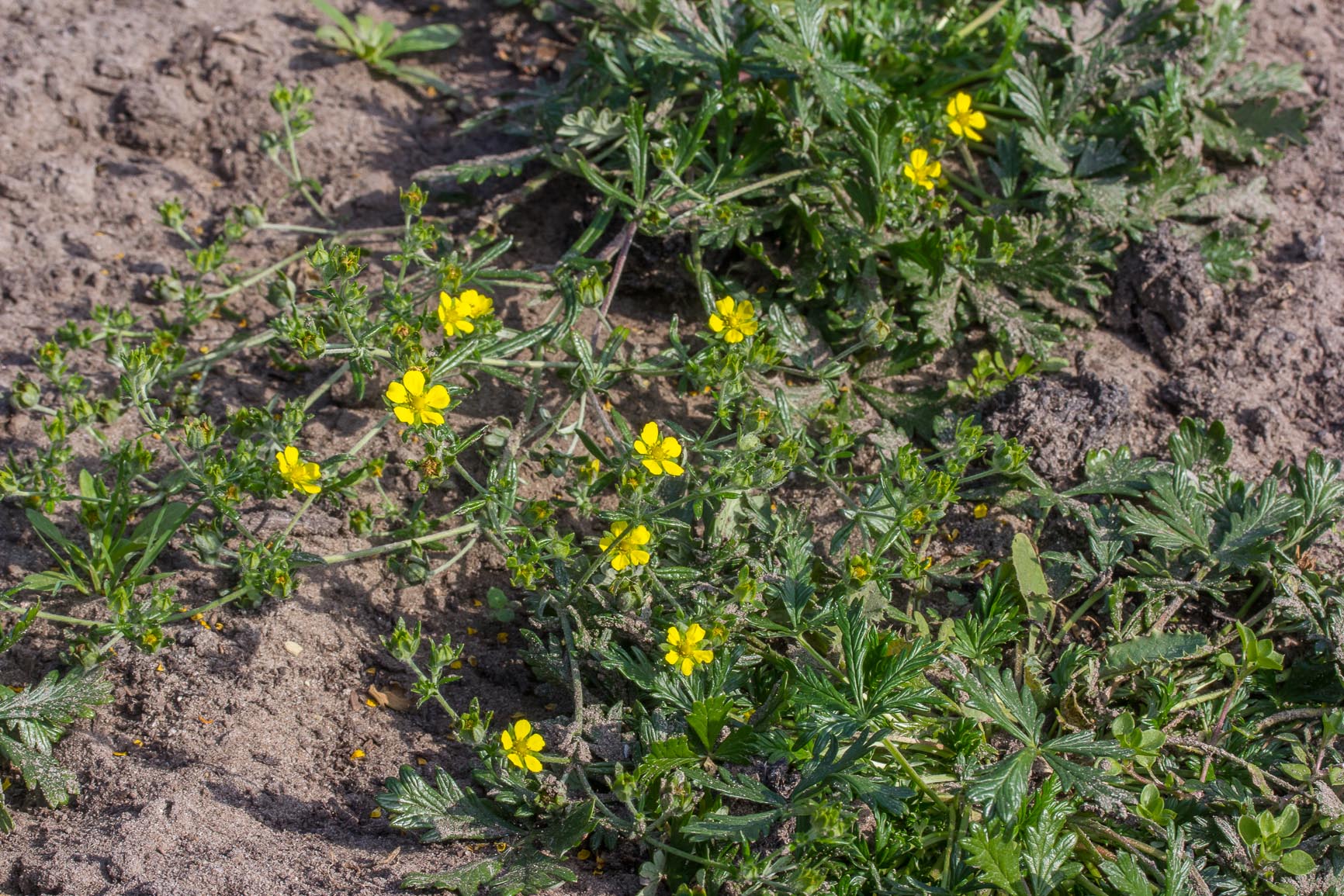 Viltganzerik - Potentilla argentea : Losse grammen