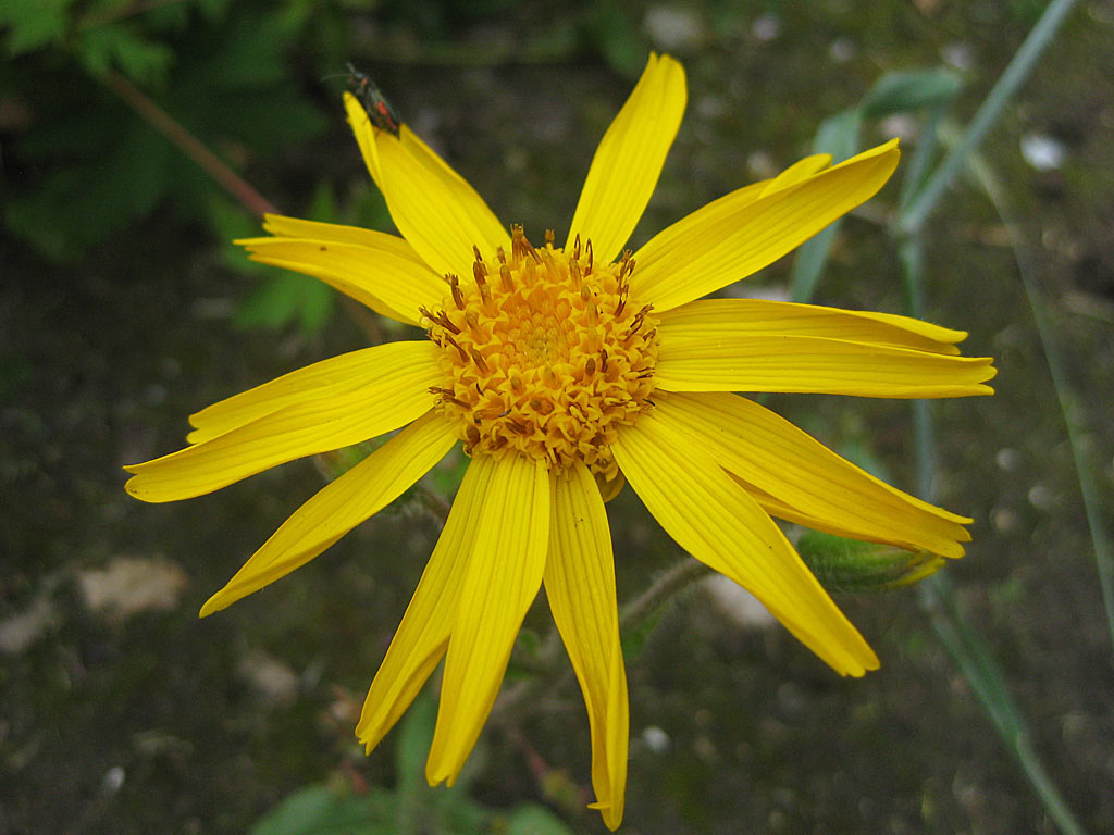 Valkruid - Arnica montana : Losse grammen