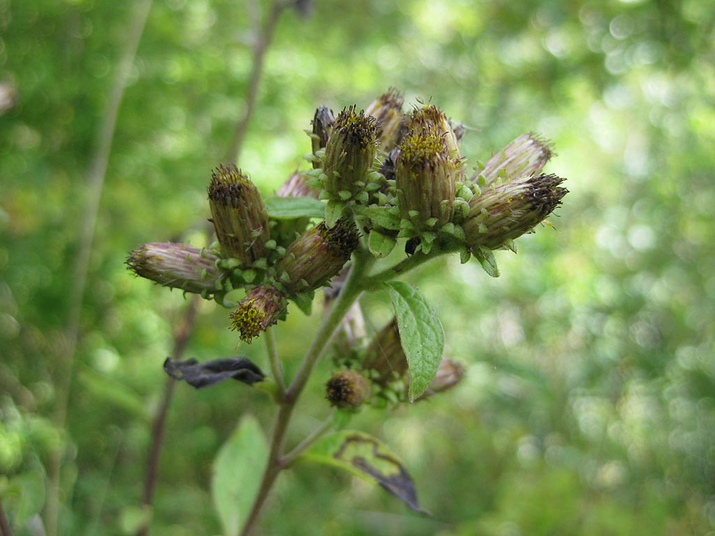 Donderkruid - Inula conyzae : Zakje