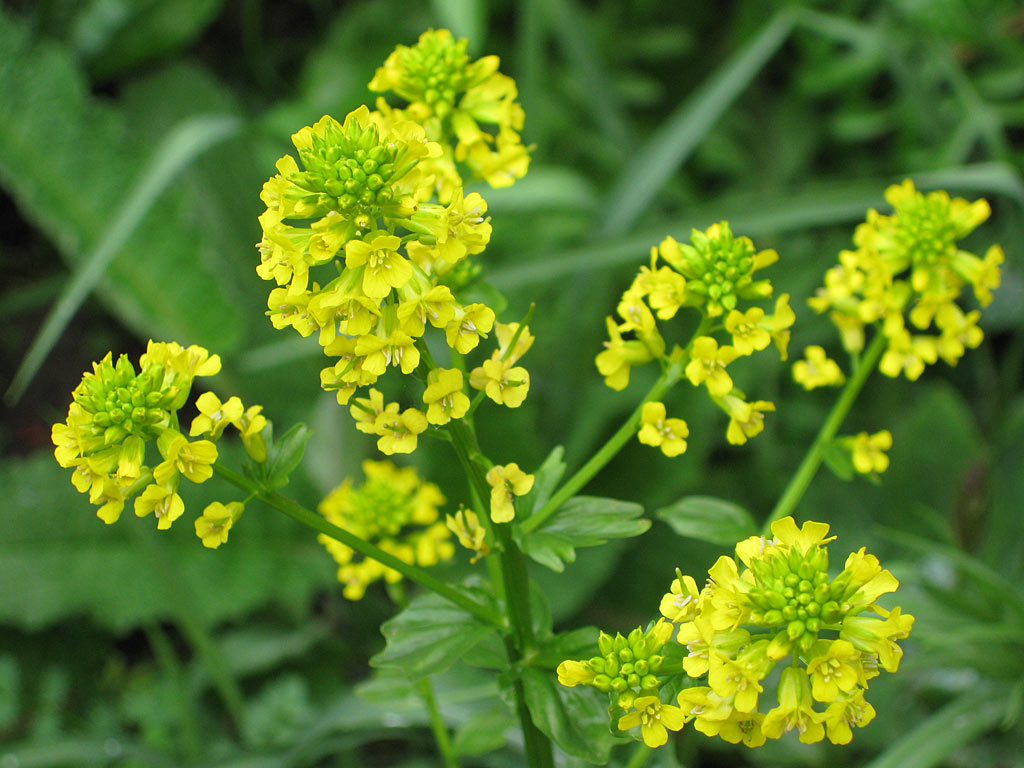 Gewoon barbarakruid - Barbarea vulgaris : Losse grammen