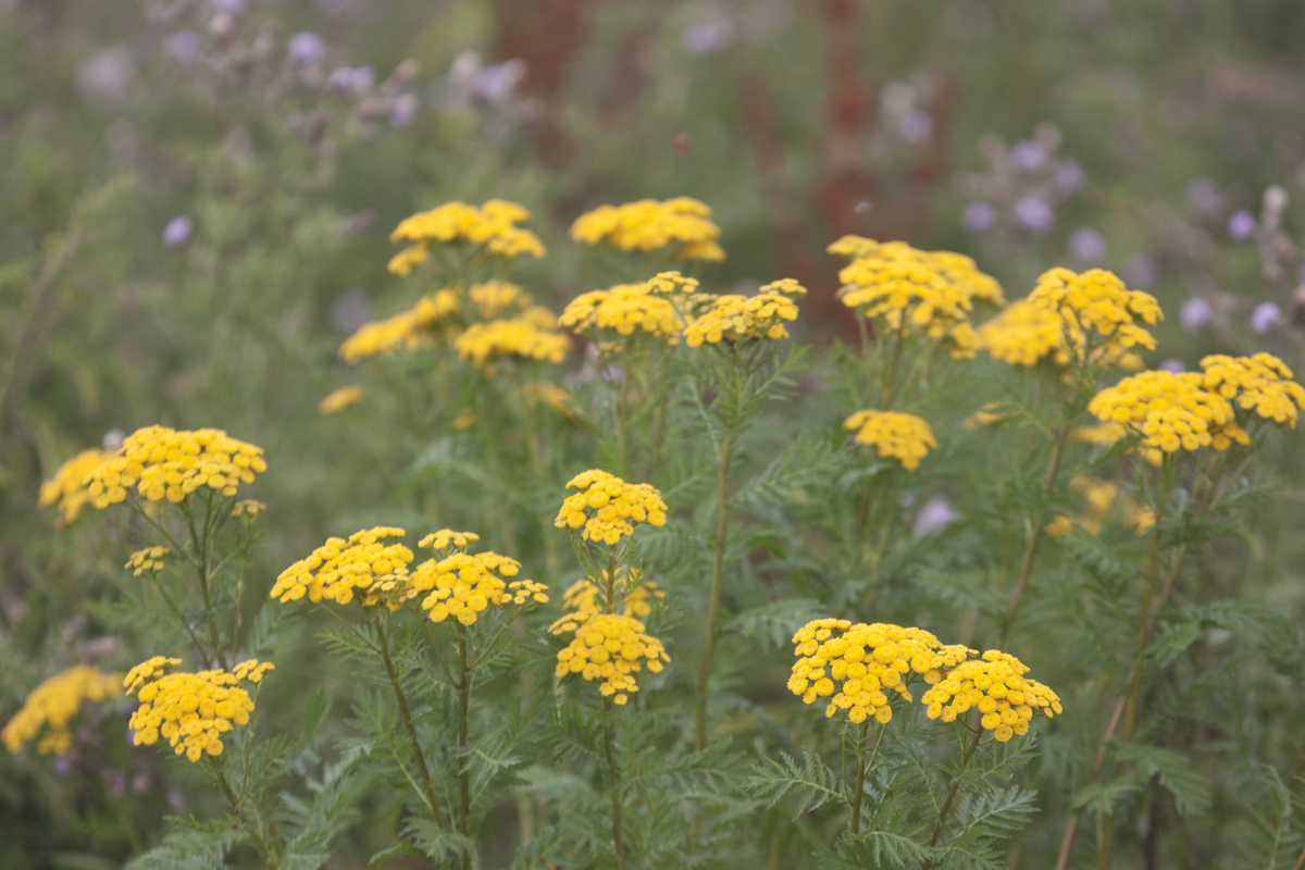 Boerenwormkruid - Tanacetum vulgare : Plant in P9 pot