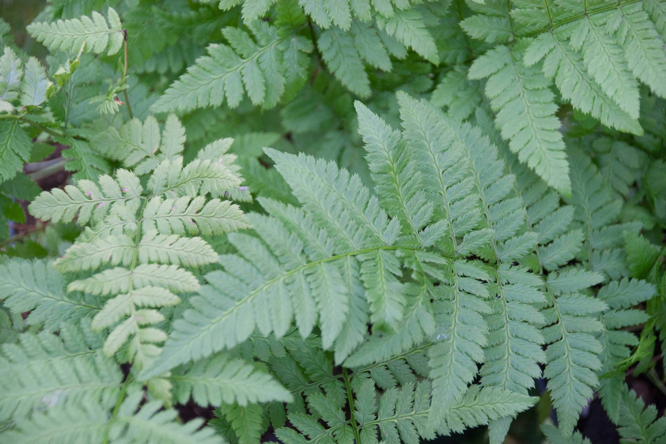 Smalle stekelvaren - Dryopteris carthusiana : Plant in P9 pot