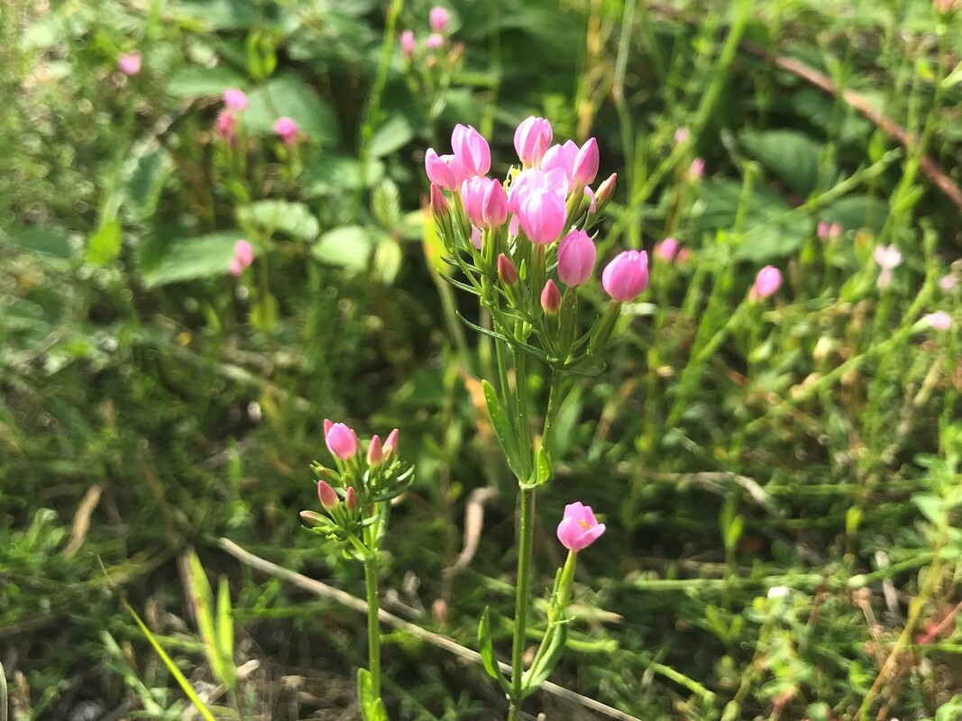 Echt duizendguldenkruid - Centaurium erythraea : Losse grammen
