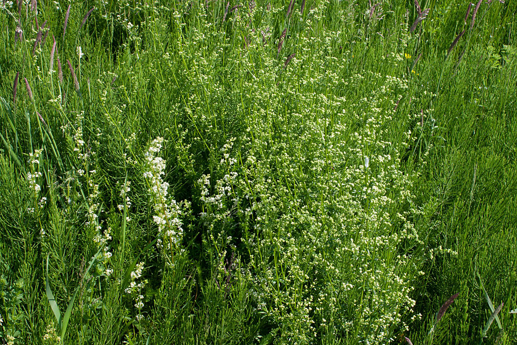 Glad walstro - Galium mollugo subsp. erectum : Plant in P9 pot