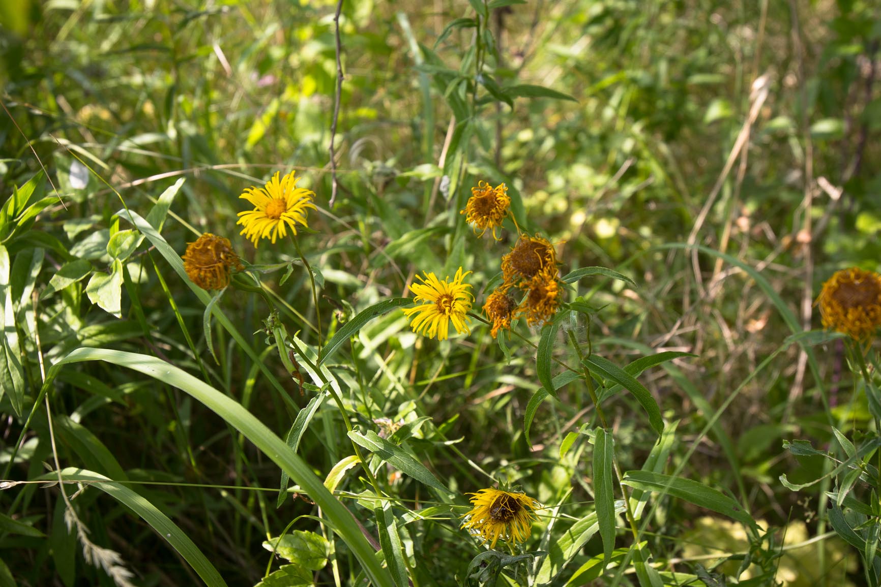 Wilgalant - Inula salicina : Zakje