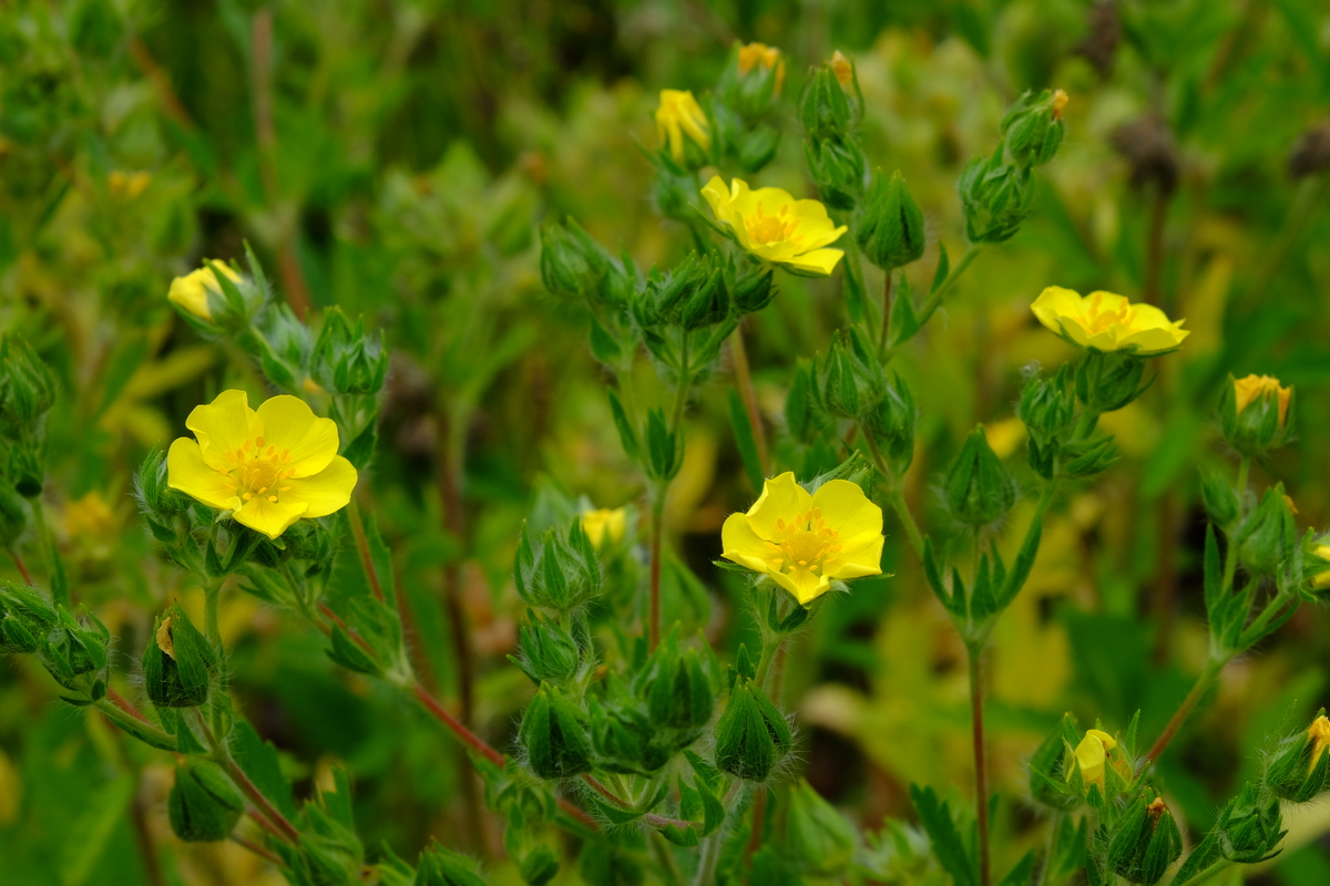 Rechte ganzerik - Potentilla recta : Losse grammen