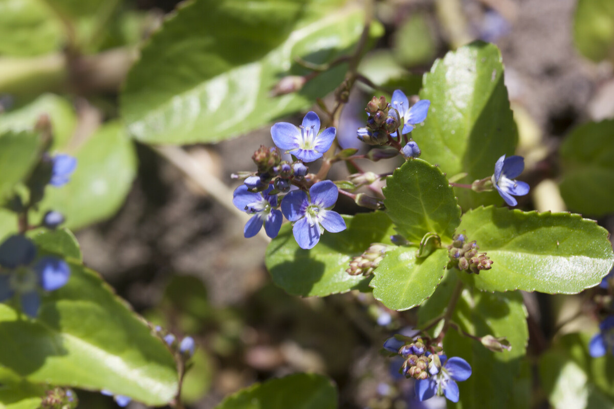 Beekpunge - Veronica beccabunga : Losse grammen
