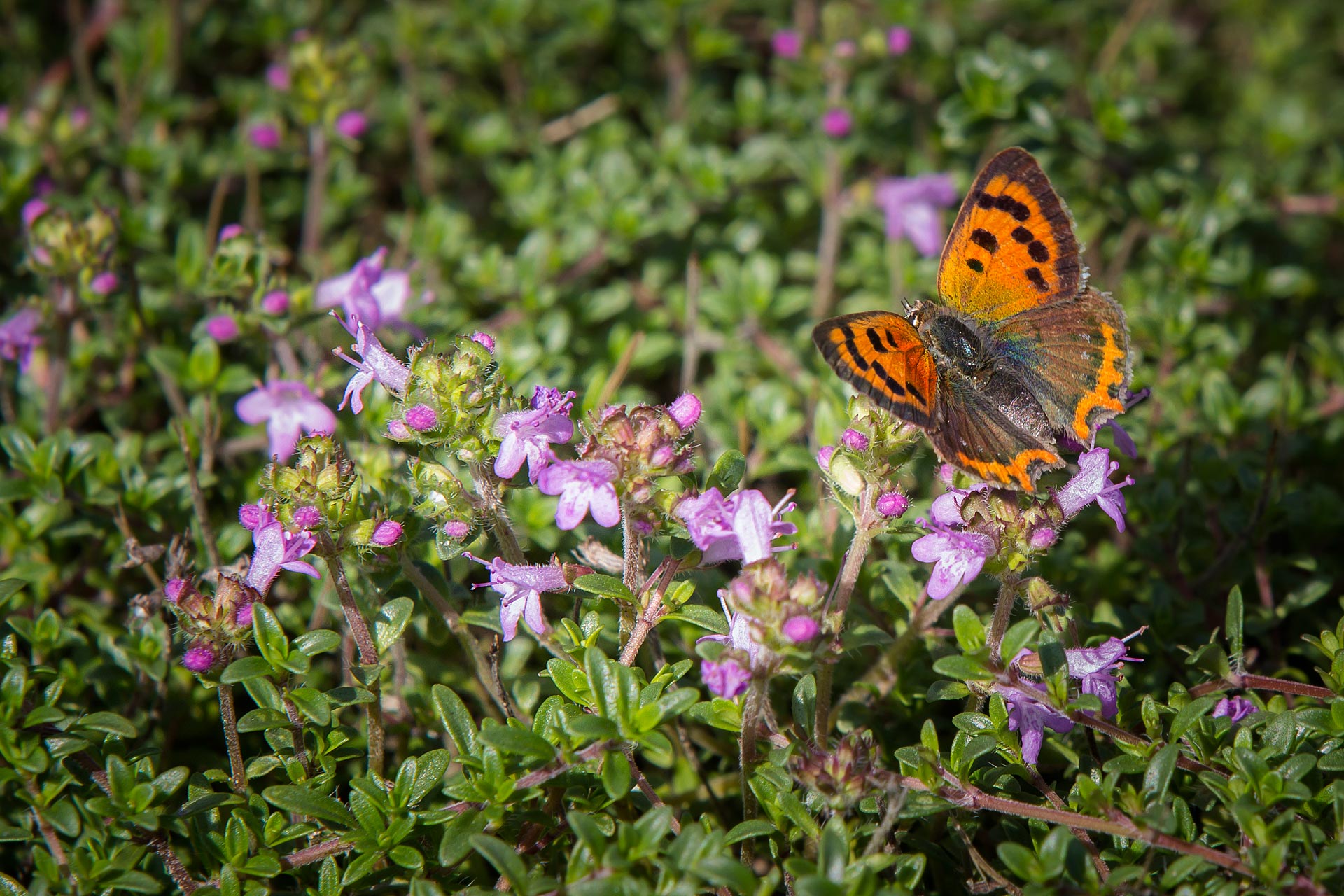 Kleine tijm - Thymus serpyllum : Zakje