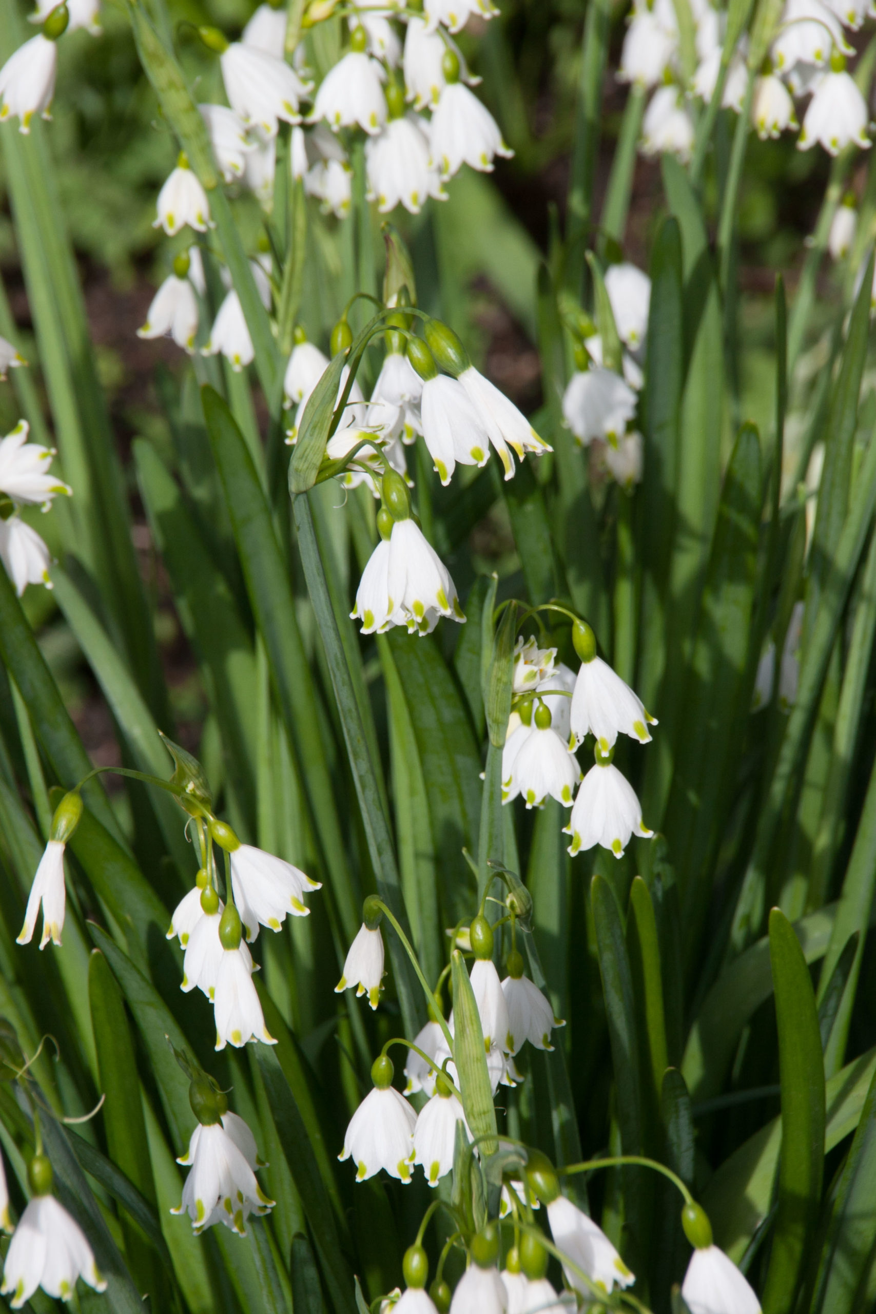 Zomerklokje - Leucojum aestivum : Verpakking met 10 bollen