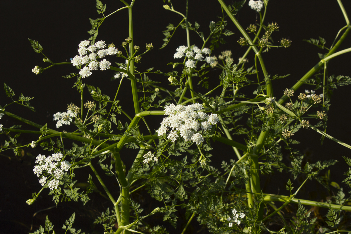 Watertorkruid - Oenanthe aquatica : Plant in P9 pot