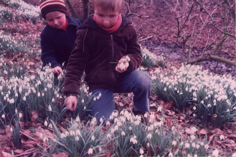 Groot sneeuwklokje - Galanthus elwesii : Verpakking met 25 bollen