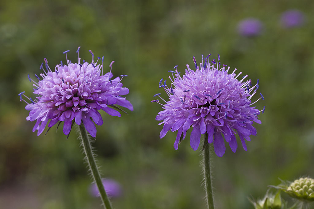 Bergknautia - Knautia dipsacifolia : Losse grammen