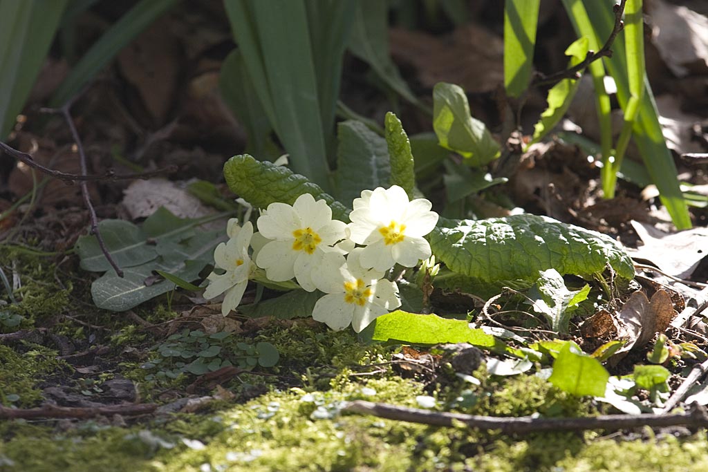 Stengelloze sleutelbloem - Primula vulgaris : Plant in P9 pot