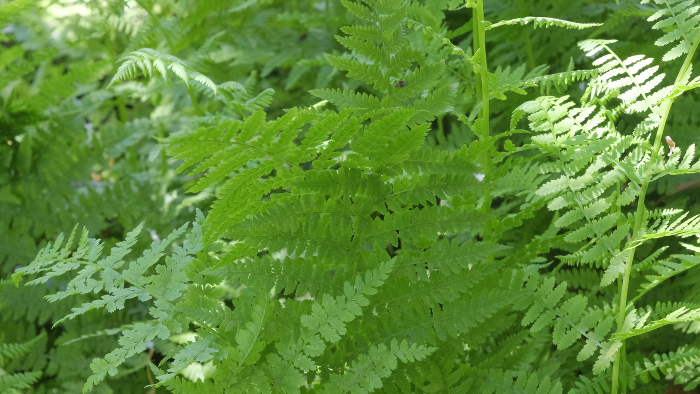 Wijfjesvaren - Athyrium filix femina : Plant in P9 pot