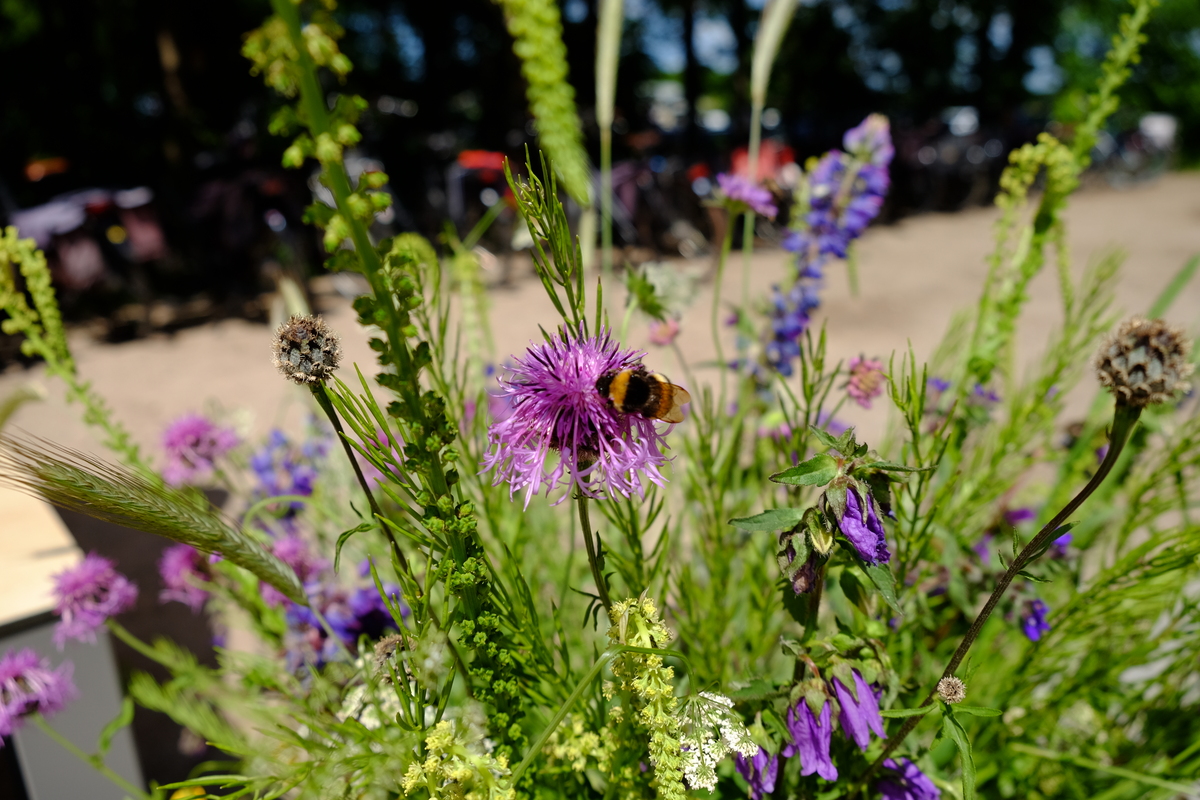 Plukmengsel inheemse planten voor op de vaas