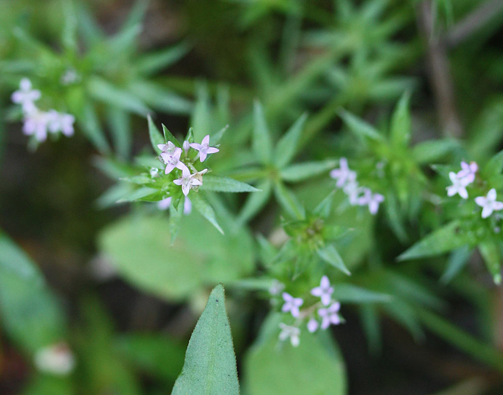 Blauw walstro - Sherardia arvensis : Zakje