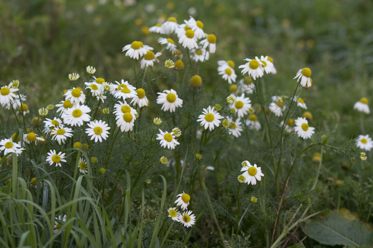 Reukeloze kamille - Tripleurospermum maritimum : Zakje