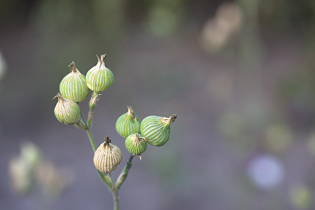 Kegelsilene - Silene conica : Losse grammen