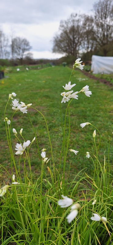 Bochtige look - Allium zebdanense : Plant in P9 pot