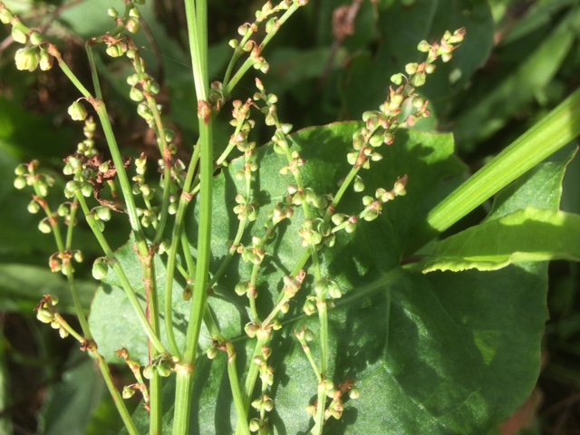 Geoorde zuring - Rumex thyrsiflorus : Zakje