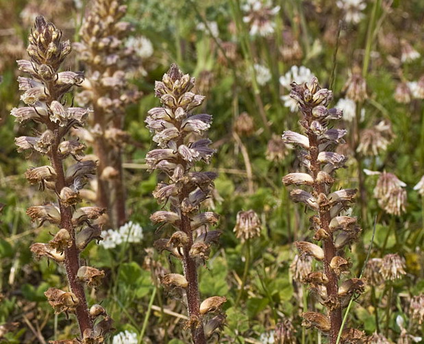 Klavervreter - Orobanche minor : Losse grammen