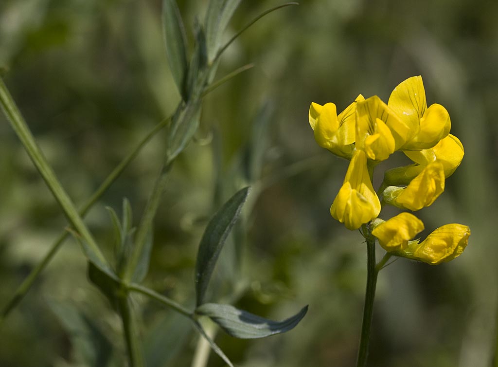 Veldlathyrus - Lathyrus pratensis : Losse grammen