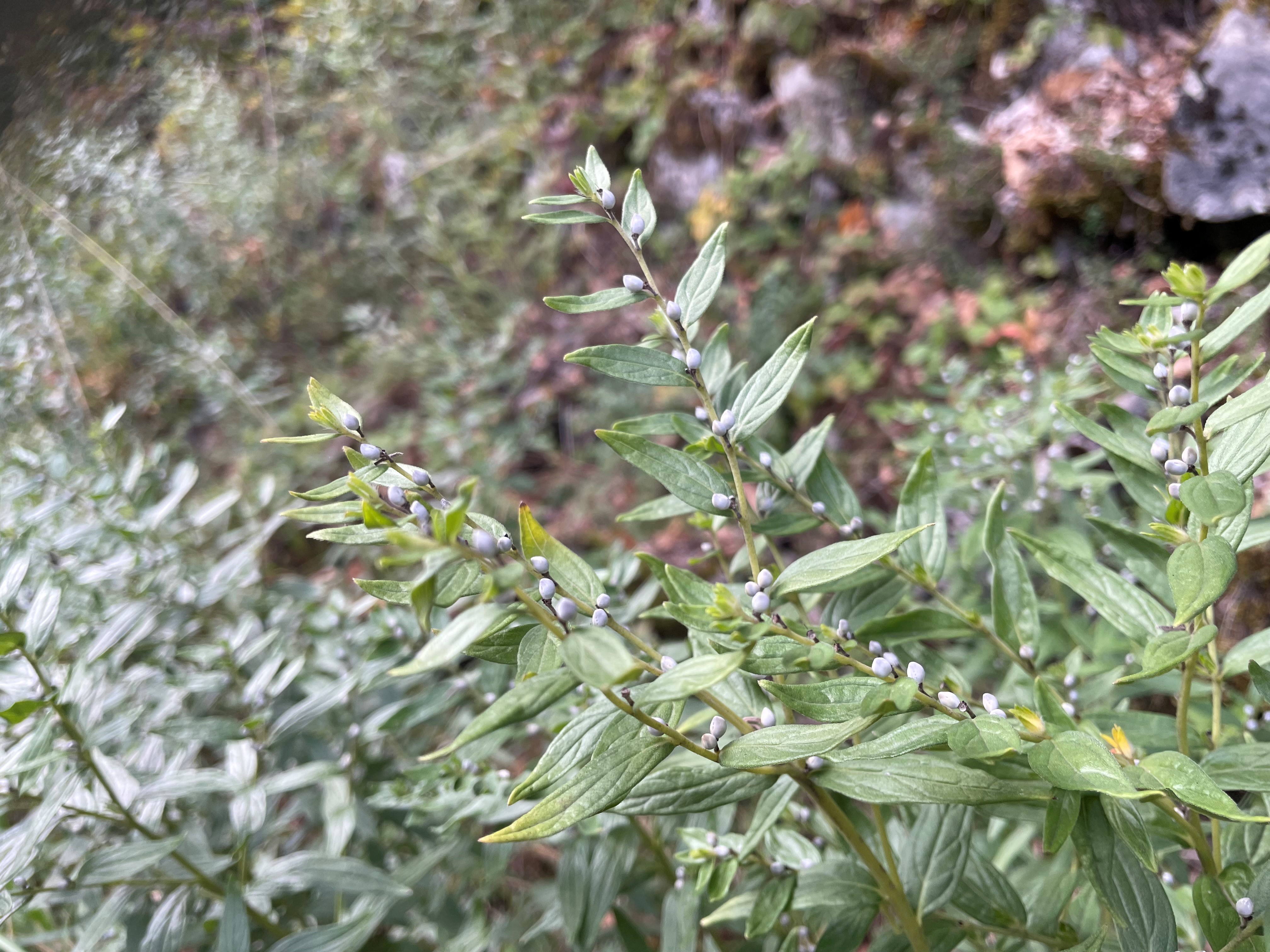 Glad parelzaad - Lithospermum officinale : Losse grammen