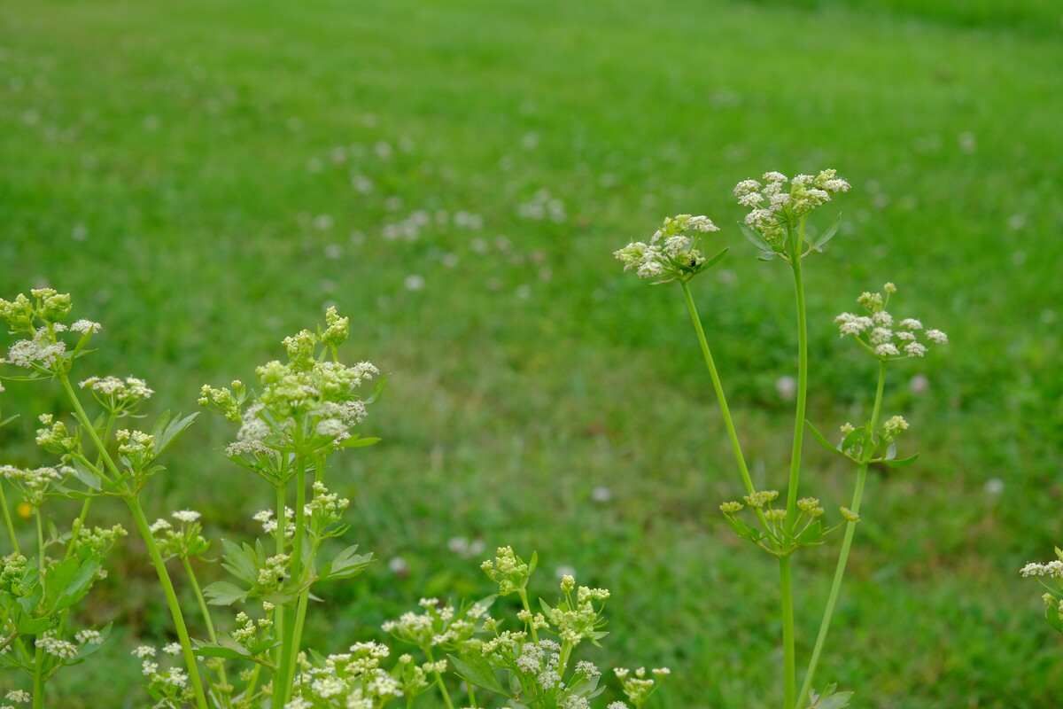 Selderij - Apium graveolens : Plant in P9 pot