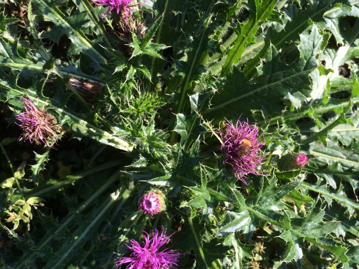 Aarddistel - Cirsium acaule : Zakje