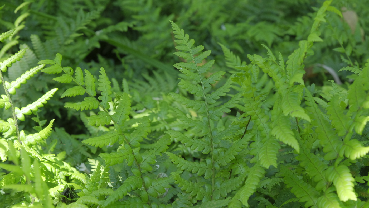 Geschubde mannetjesvaren - Dryopteris affinis : Plant in P9 pot