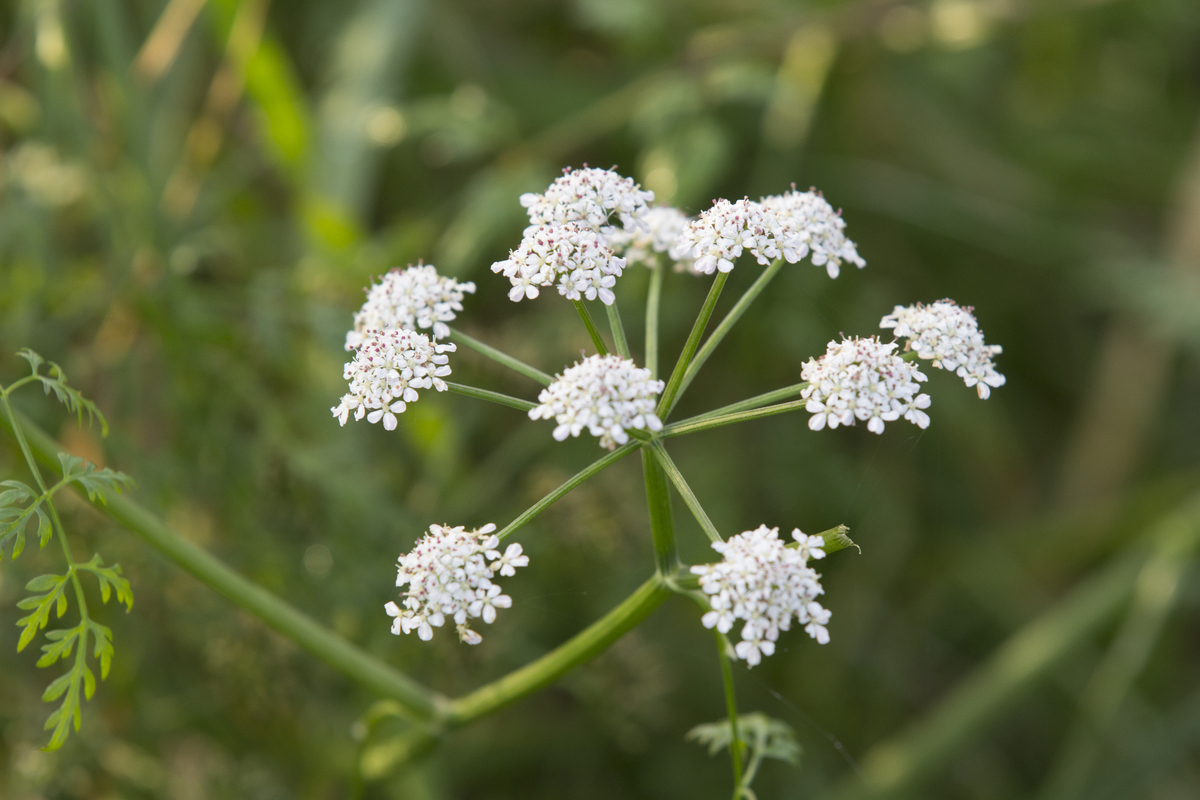 Watertorkruid - Oenanthe aquatica : Plant in P9 pot