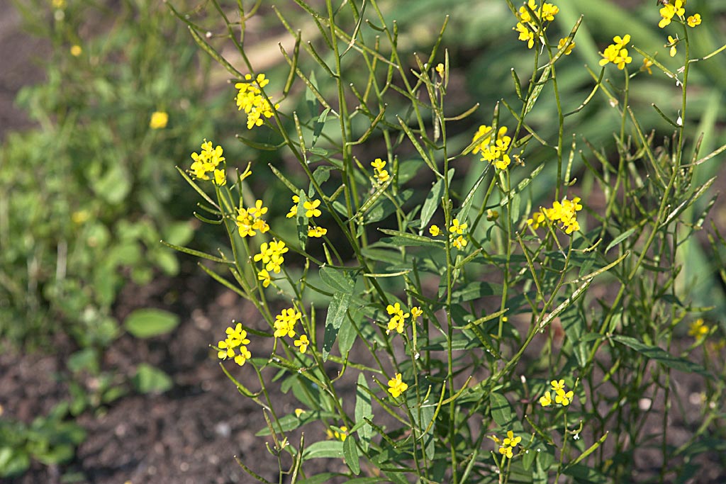 Gewone steenraket - Erysimum cheiranthoides : Zakje