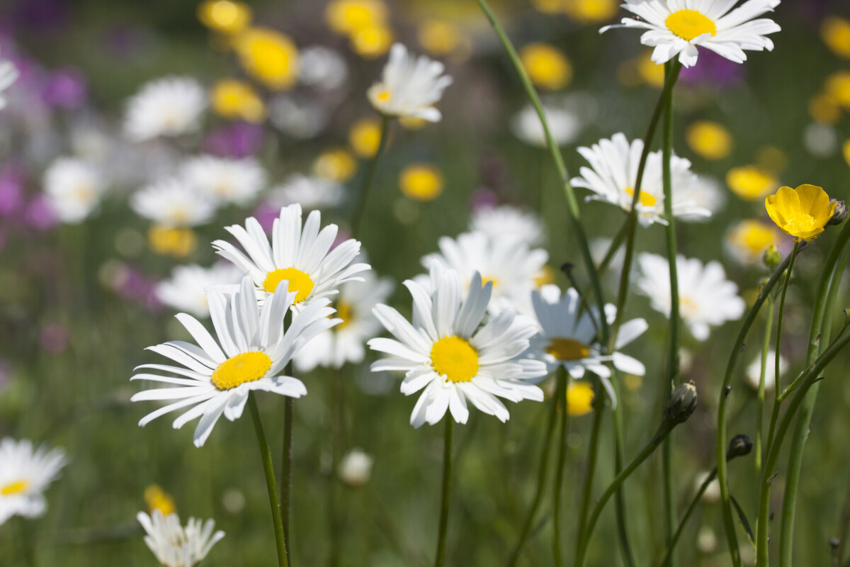 Gewone margriet - Leucanthemum vulgare : Plant in P9 pot