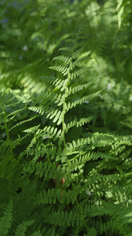 Wijfjesvaren - Athyrium filix femina : Plant in P9 pot