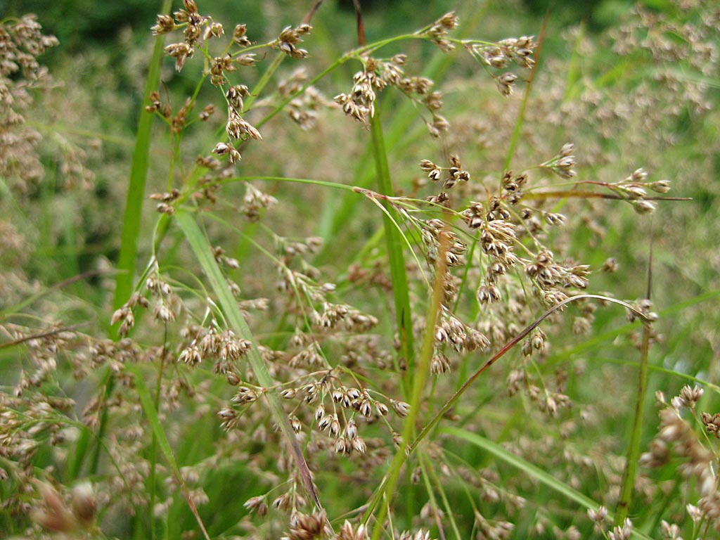 Witte veldbies - Luzula luzuloides : Losse grammen